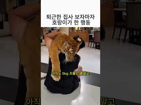 퇴근한 집사 보자마자 호랑이가 한 행동 🐯 thumbnail