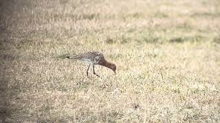 Limosa limosa _ 16 maart 2025 _ Bantpolder _1