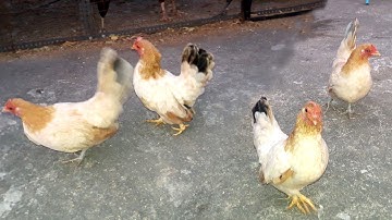 Bantam Chicken Breeds || Bantam Hen And Rooster