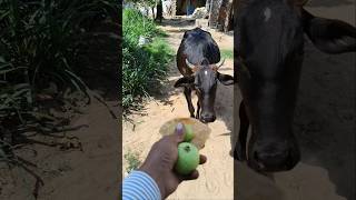 Wait for it... 🍏🐮 #Shorts #funnyanimals #cow