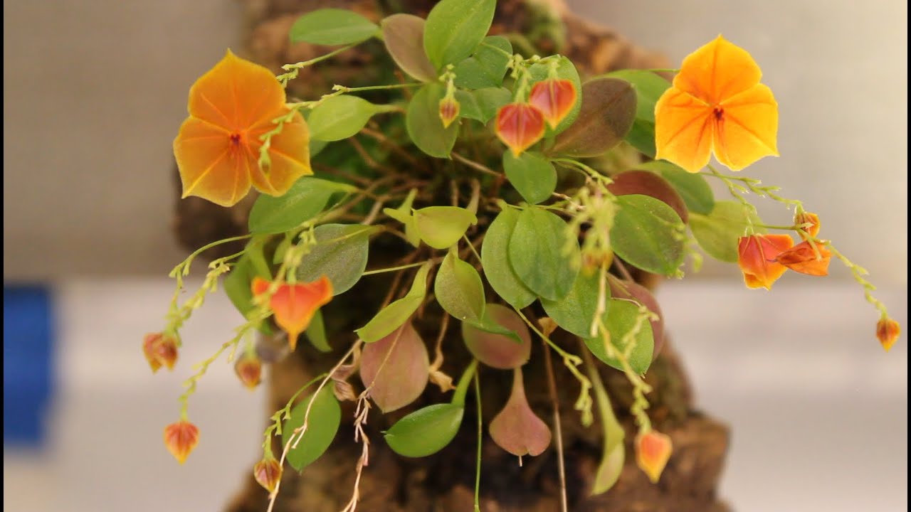 Lepanthes Tour and Update