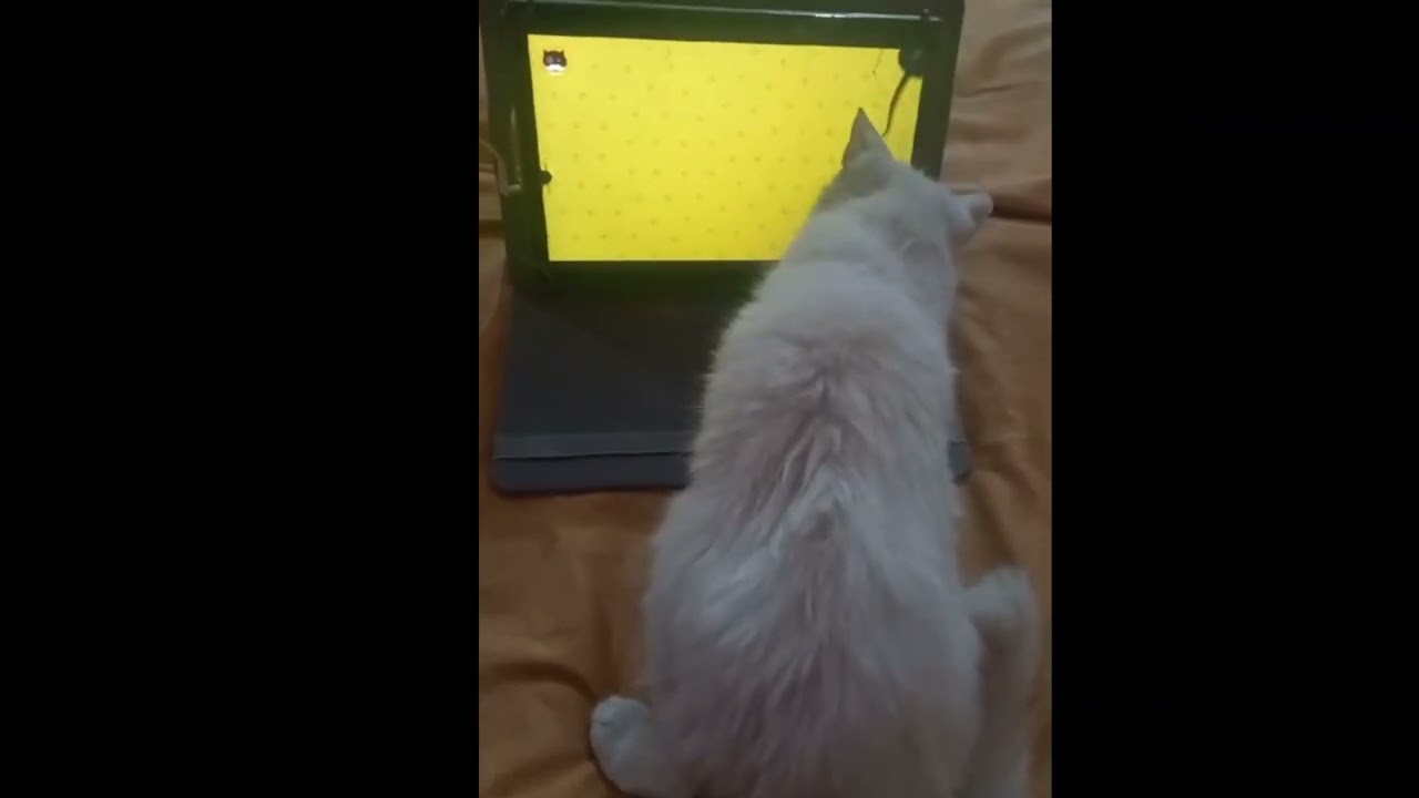 Billi Ne Mobile Screen Wale Choohay Ko Pakar Liya! 😹📱|Cat game|@Glamorous Content