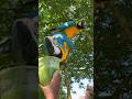 5 Parrots Loving Their Smoothies!