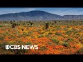 California&#39;s stunning wildfire &quot;super bloom&quot; visible from space