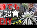 コレだけで「エアプランツ」が笑える程"超"育つDIY...