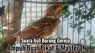 Pancingan Burung Gereja Memanggil Induknya.Sangat Cocok Buat Pikat & Masteran