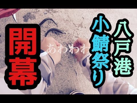 誰でも入れ食い！八戸港小鯖祭り開幕【海釣り】