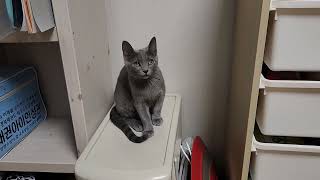 점점 간땡이가 부어가는 반려묘 러시안블루.RussianBlue cat 달이