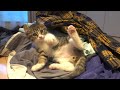 子猫が全力で邪魔してくるので、洗濯物が一生たためない