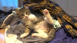 子猫が全力で邪魔してくるので、洗濯物が一生たためない