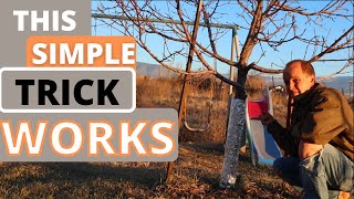 It's Winter Time...SAVE YOUR PEACH TREES before it's too late!!!