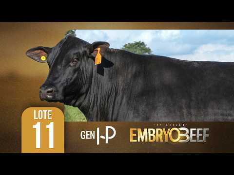 LOTE 11 ANAMÉLIA FIV M316