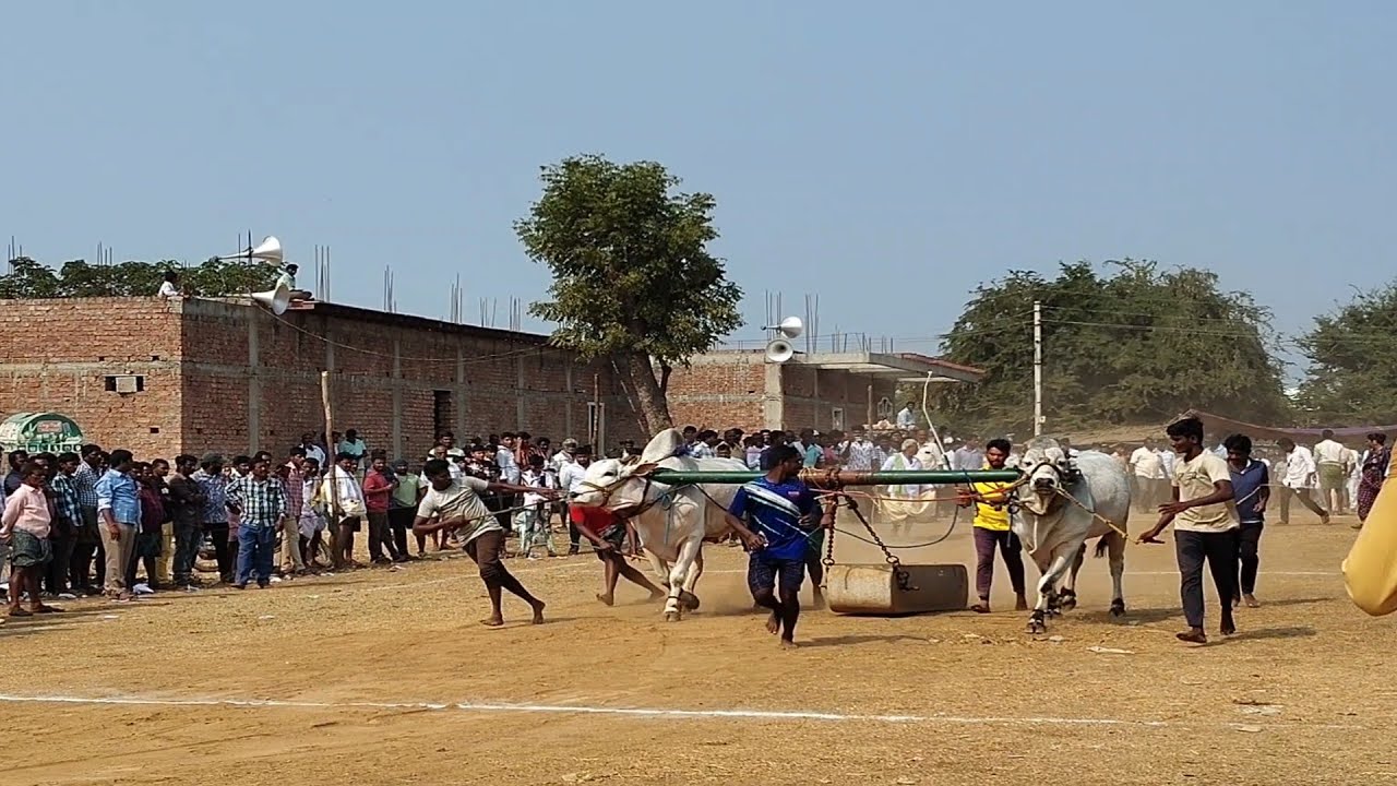🐂 Rural Bull Race | Traditional Ox Race in Village