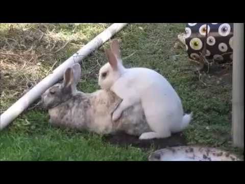 wife bunny rabbit sex