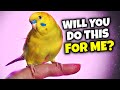 5 things your birds wants you to do every day