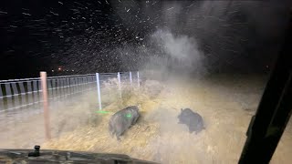 300 Blackout Rips 7 Hogs Easily! Resimi