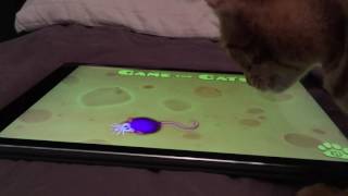 Yuuna (優奈) is playing with the iPad by Ocicat Cattery Tenzai 22 views 6 years ago 55 seconds