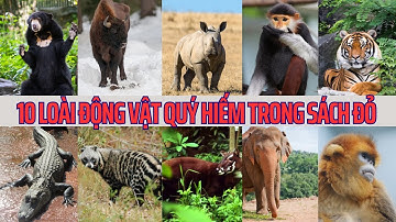 Khám Phá 10 Loài Động Vật Quý Hiếm Trong Sách Đỏ Việt Nam | Khám Phá Thiên Nhiên