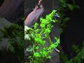 Daily life of ghost mantis⁠