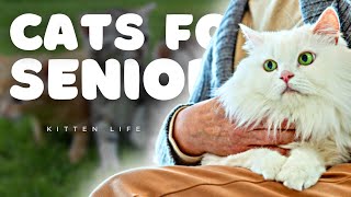 The Joy of Senior Cat Companionship by Kitten Life 206 views 1 year ago 4 minutes, 56 seconds