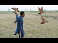 Wonderful art of quails hunting 03 || Best shikra hunting 2023 || Raptors Today