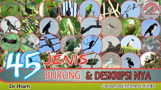 45 JENIS BURUNG DI INDONESIA // DESKRIPSI DAN CIRI SINGKAT.