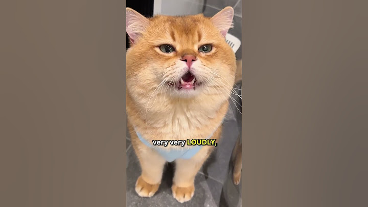 Have You Ever Seen Your Cat Crying? 😿