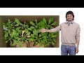 Sheng-Yang He (Michigan State U. and HHMI) 2: The effect of climate in plant disease