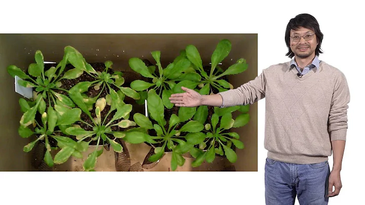 Sheng-Yang He (Michigan State U. and HHMI) 2: The effect of climate in plant disease - DayDayNews