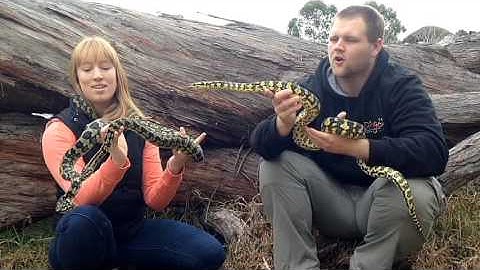 Episode 6: Jungle Pythons