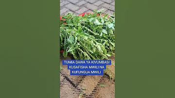MTI WA KIVUMBASI NA TIBA ZAKE 