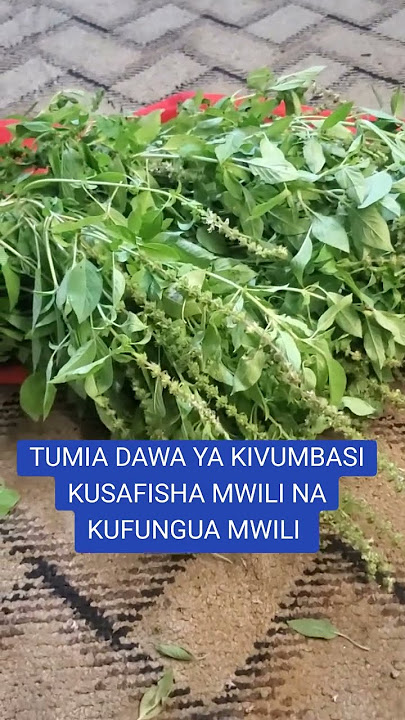 MTI WA KIVUMBASI NA TIBA ZAKE