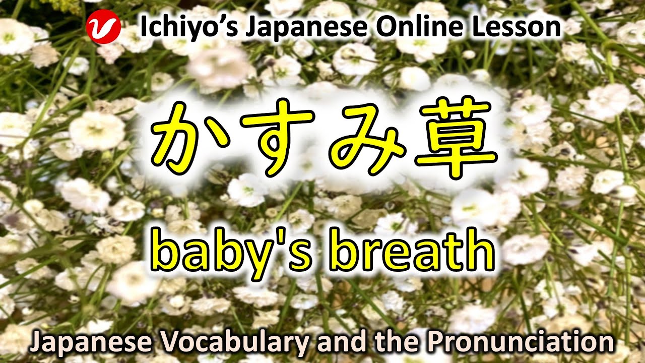かすみ草 (カスミソウ、kasumisō) | gypsophila, baby's breath