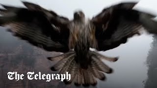 video: Watch: Kestrel goes in for the kill