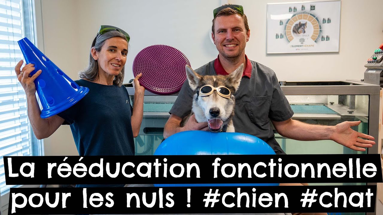 La rééducation fonctionnelle pour les nuls ! #chien 🐶 #chat 🐱
