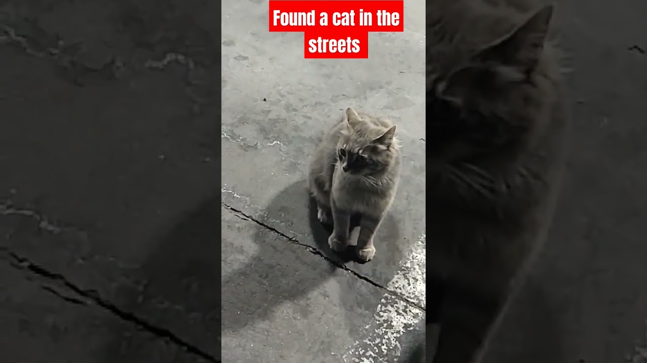 found a cat in the street # trend 