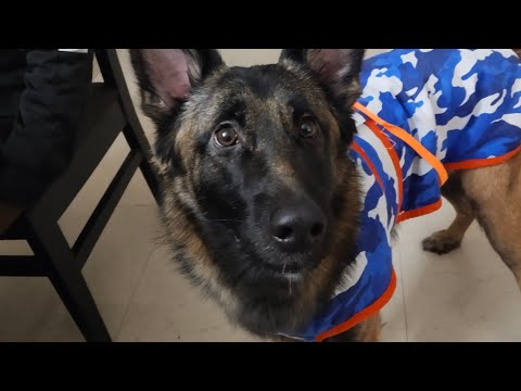 Happy New Year 2026 Simba Cute Simbacute Simbacutemasti Dog 