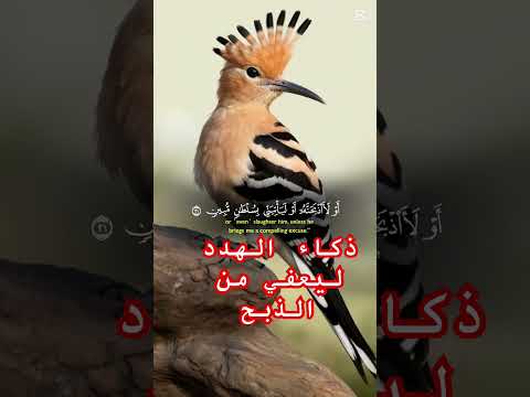 ذكاء هدهد سيدنا سليمان عليه السلام
