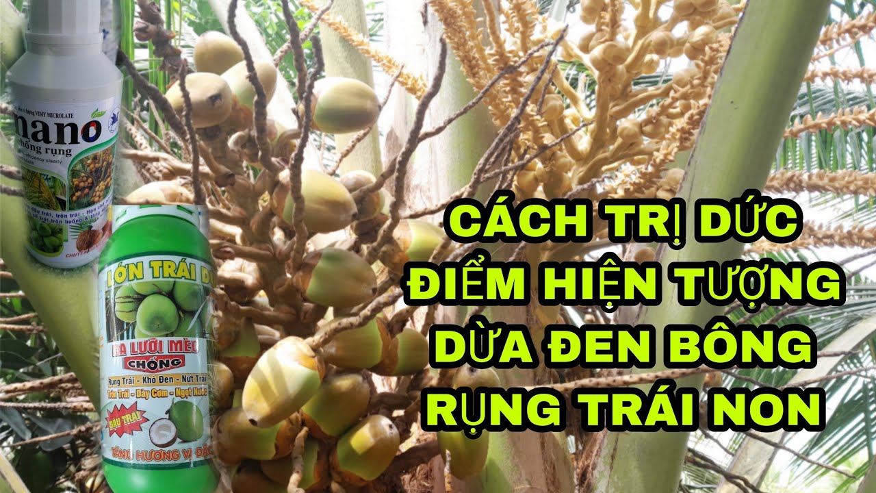 cách trị dứt điểm hiện tượng dừa rụng trái non ,đen bông , Thuốc trị đuôn rệp sáp cực mạnh ,