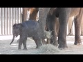 Bowie and Belle (baby elephants at the Fort Worth Zoo) 2013