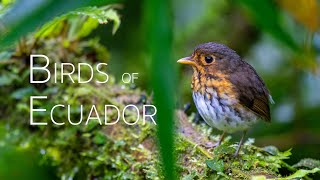 Andean Birding Adventure: Up-Close Encounters | Birds of Ecuador | Part 2