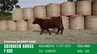 F032 - TOURO ANGUS GERAÇÃO 2024 FAZENDA BASSO PANCOTTE