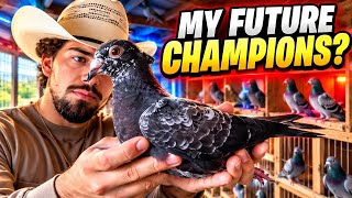 I’m Betting My Breeding Program on These Pigeons