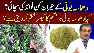 Dhamasa Booti|Fagonia Cretica|धमसा बोटी |Real Medical Benefits || Dr Shujaat Ali