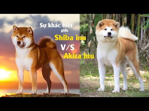 Video: Tên chó Nhật tốt nhất cho Tosa, Akita hoặc Shiba Inu