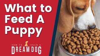 What To Feed A Puppy And Other Food Related Tips