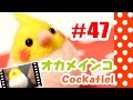 ちまちま羊毛フェルト＃47　オカメインコの作り方