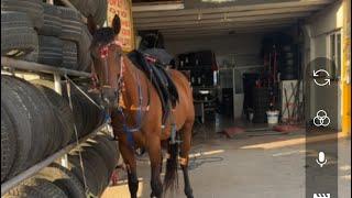 Summani Yılmaz Kanalı Canlı Yayında Mola