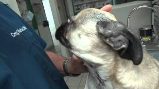 Pug With Eye Partially Popped Out: Proptosis Eye by Greg Martinez DVM 137,591 views 8 years ago 4 minutes, 36 seconds