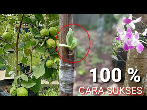 Video: Guava Tree Bark Uses: Wat te doen met schors van Guave Trees